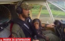Обезьяна за штурвалом: спасенный от браконьеров шимпанзе полетал на самолете (видео)