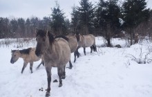 В Яворівському нацпарку живуть єдині в Україні прямі нащадки диких тарпанів (фоторепортаж)