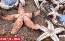 Из-за аномальных морозов в Великобритании погибли тысячи морских звезд (видео)