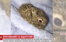 В Ирландии служебный пес спас зайчонка от смерти на взлетной полосе аэропорта (видео)