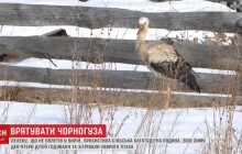 На Волыни семья с девятью детьми всю зиму откармливала больного аиста (видео)