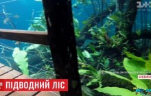 Повені у Бразилії перетворили тропічний заповідник на гігантський акваріум, де поміж дерев плавають риби (відео)