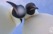 В Антарктиде любознательные пингвины нашли камеру и сделали селфи (видео)