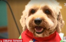 Собачья терапия: в Сиднее собак привлекли к работе в суде со свидетелями (видео)