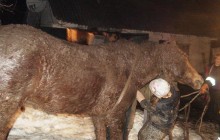 На Житомирщине спасатели освободили из ямы коня (фото)