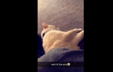 Грайливий пухнастик прикинувся мертвим: відео із котом з мінливим настроєм підкорило мережу