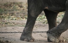 Цирковий слон-втікач налякав жителів білоруського села (відео)