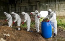 FAO, Interpol: Illegal pesticide turnover in Ukraine requires immediate action