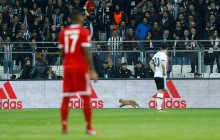 Учасником матчу Ліги чемпіонів став кіт - УЄФА відкрив дисциплінарну справу