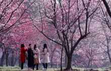 На востоке Китая начался сезон цветения вишни (фото, видео)