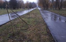 У Тернополі вандали поламали дерева на алеї стрілецької дивізії "Галичина" (фото)