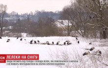 Вернулись слишком рано: украинцы пытаются спасти аистов, которые могут умереть на морозе (фото, видео)