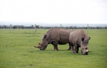 Северных белых носорогов можно спасти от вымирания клонированием – генетики