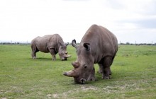 Ученые создали эмбрион северного белого носорога для спасения почти исчезнувшего вида