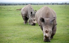 Смерть последнего самца: ученые попытаются спасти вид северных белых носорогов, которых осталось только двое (фоторепортаж, видео)