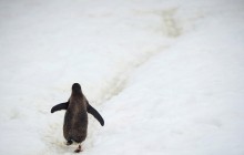 Появилось видео с полностью черным пингвином, который может быть единственным на Земле