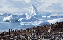 Пінгвіни, тюлені та крижана краса: екологи показали морське життя в Антарктиці (фоторепортаж)