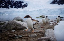 Норвезьких пінгвінів вакцинують після місяців карантину