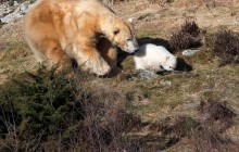 У Шотландії публіці представили біле ведмежа, народжене в Об'єднаному Королівстві вперше за 25 років (фоторепортаж)