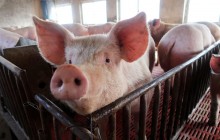 Swine fever outbreak reported in Ukraine's Vinnytsia region