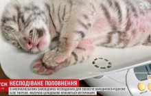 В заповеднике в Техасе неожиданно родился редкий белый тигренок (видео)
