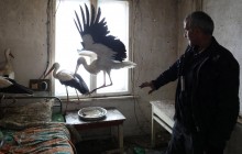 В Болгарии селяне приютили травмированных аистов, ставших жертвами аномальных мартовских морозов (фоторепортаж)