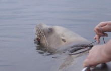В Канаде зоозащитники спасли морского льва от пластиковой удавки (видео)
