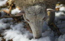 В России пастух ради вкусного шашлыка задавил конем чужого барана