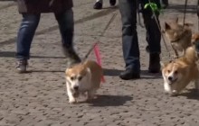В Одессе прошел марш спасенных собак (видео)
