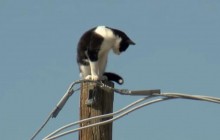 В американском Финиксе несколько дней подряд не могли снять кота со столба (видео)