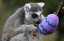 Їстівні подарунки для лемурів і мавп: у зоопарку Лондона влаштували великодні розваги (фоторепортаж)