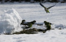 В Германию и Польшу вернулись снегопады (видео)