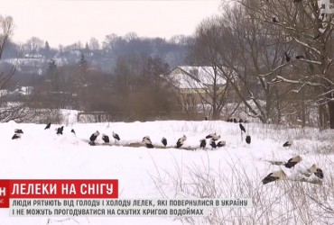 Повернулися зарано з теплих країв: українці намагаються врятувати лелек, які можуть померти на морозі (фото, відео)