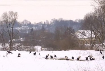 Птахи потерпають від холоду: екологи закликали жителів Тернопільщини допомагати лелекам