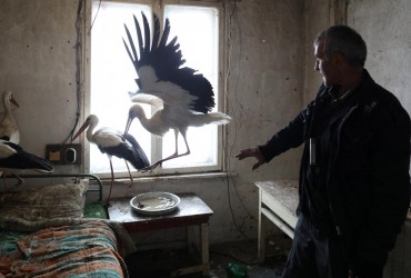 В Болгарії селяни прихистили травмованих лелек, які стали жертвами аномальних березневих морозів (фоторепортаж)