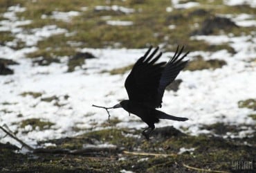 В Одессе живодер жестоко убил вороненка, который учился летать (видео)