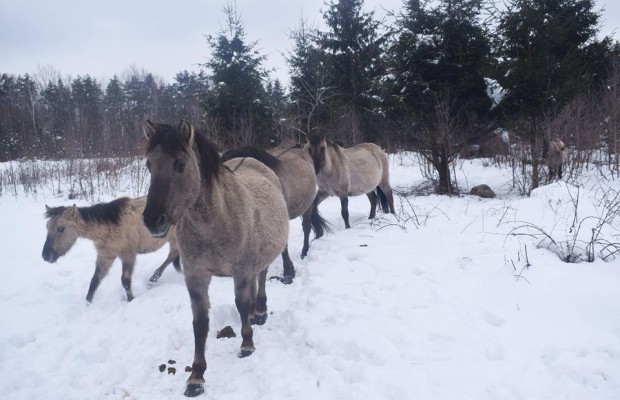В Яворівському нацпарку живуть єдині в Україні прямі нащадки диких тарпанів (фоторепортаж)