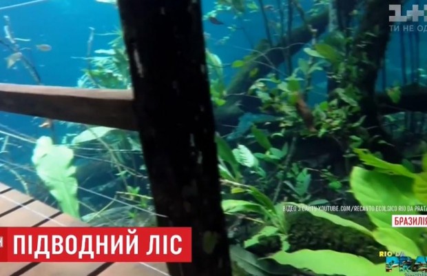 Повені у Бразилії перетворили тропічний заповідник на гігантський акваріум, де поміж дерев плавають риби (відео)