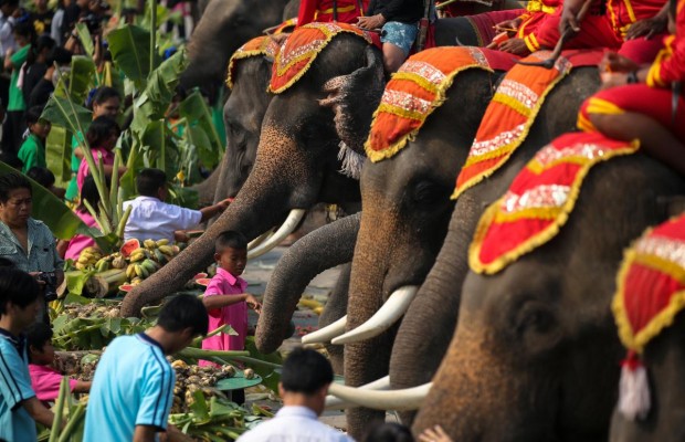 В Таїланді з розмахом відзначили традиційний День слона (фоторепортаж, відео)