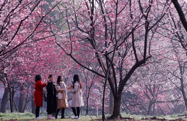 На востоке Китая начался сезон цветения вишни (фото, видео)