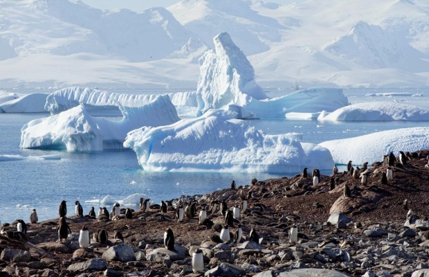 Пингвины, тюлени и ледяная красота: экологи показали морскую жизнь в Антарктике (фоторепортаж)