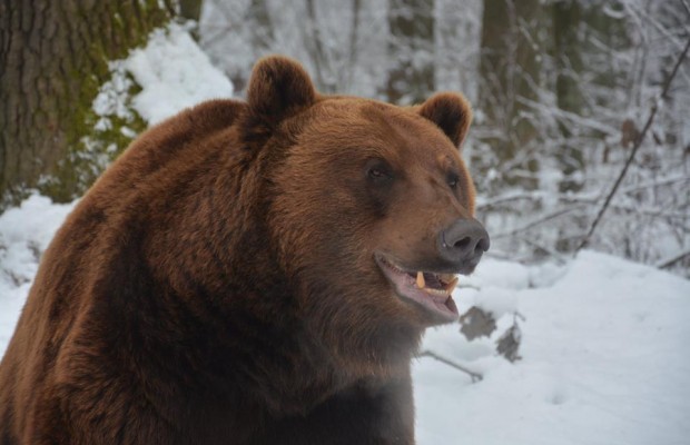 На Львівщині ведмежий притулок «Домажир» відкриває екскурсії для еко-туристів