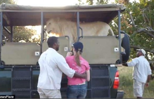 Котячі пустощі: доброзичливий лев застрибнув у джип туристів під час сафарі (відео)