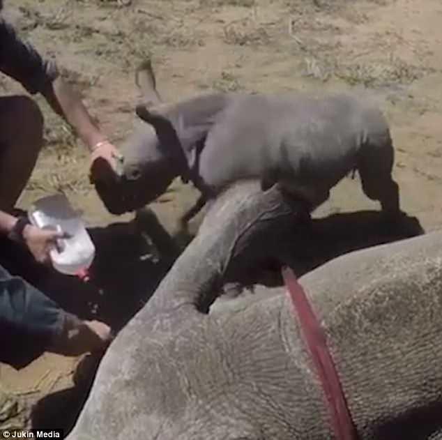 Маленький носорог пытался наброситься на врачей несколько раз / фото dailymail.co.uk Маленький носорог пытался наброситься на врачей несколько раз / фото dailymail.co.uk