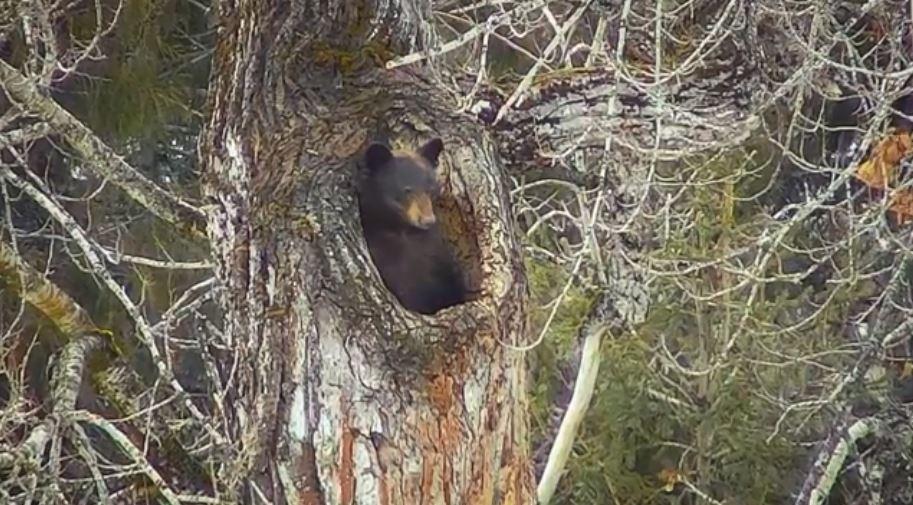 Тысячи пользователей сети следят за пробуждением медведя после зимней спячки (видео)