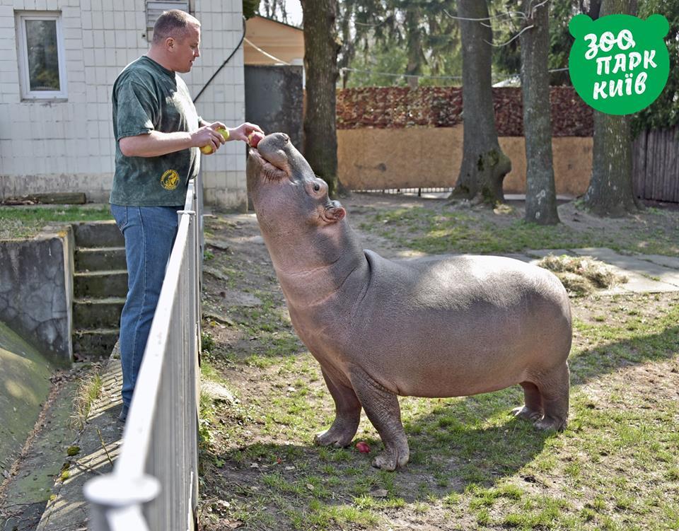 Бегемотиха Лілі у київському зоопарку / фото facebook.com/zoo.kiev.ua Бегемотиха Лілі у київському зоопарку / фото facebook.com/zoo.kiev.ua