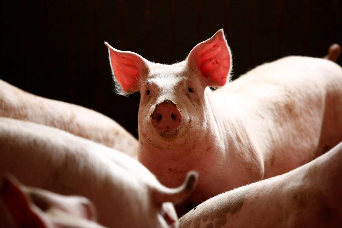 Свиньи помогут аэропорту "Схипхол" бороться с гусями / фото REUTERS
