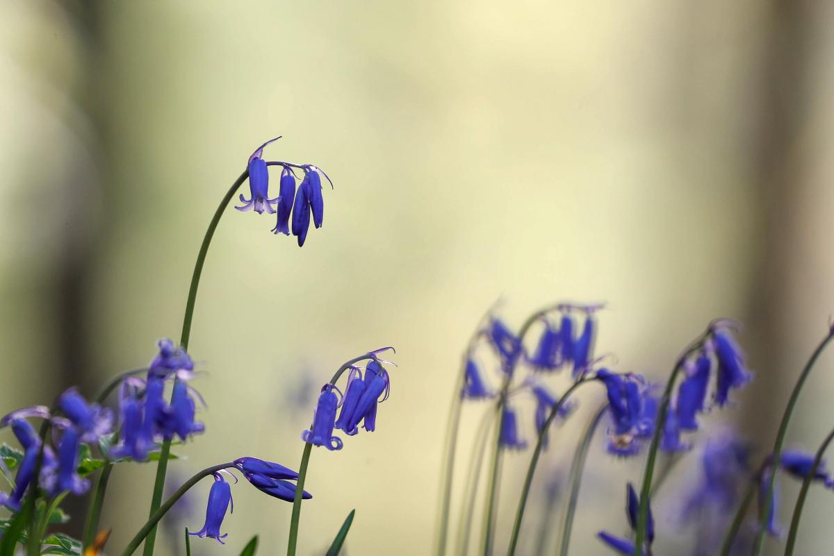 Весняні проліски зазвичай блакитні чи фіолетові / Ілюстрація REUTERS