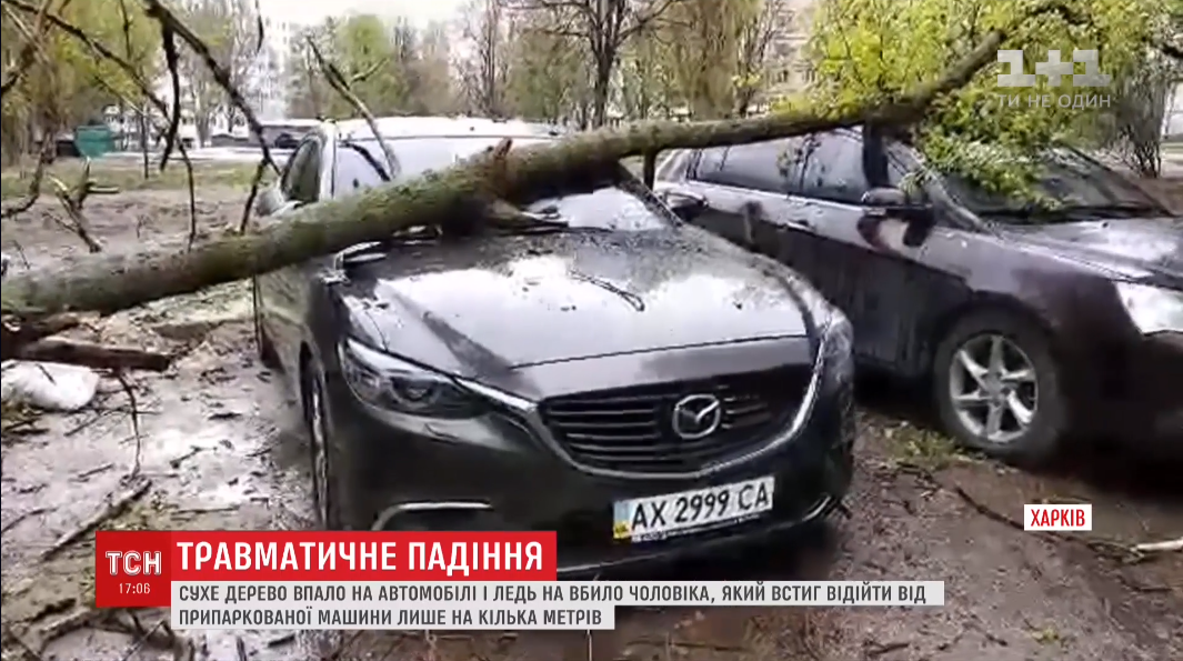 У Харкові дерево ледь не вбило чоловіка / кадр з відео ТСН