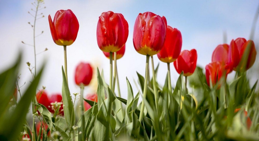 Kyiv's Spivoche Field hosts huge Tulip Festival (Photo) | UNIAN